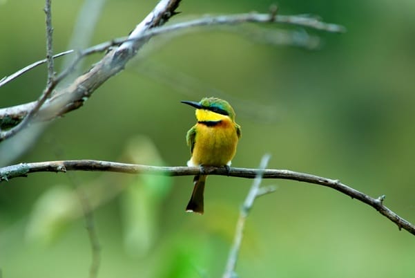 Birdlife | Gamewatchers Safaris