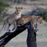Joseph Lam lions | Gamewatchers Safaris