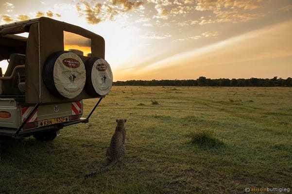 Leopard in OMC by Alison Buttigieg | Gamewatchers Safaris