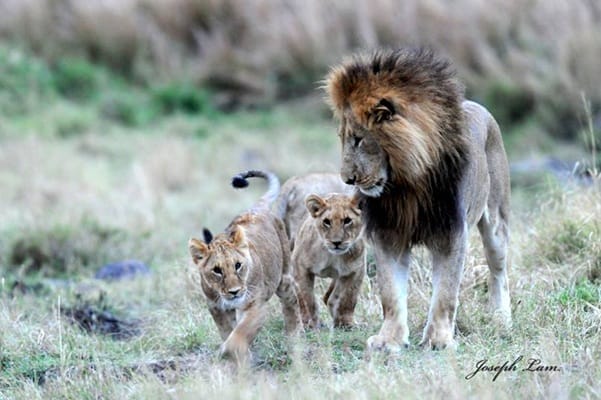 Lions by Joseph Lam | Gamewatchers Safaris