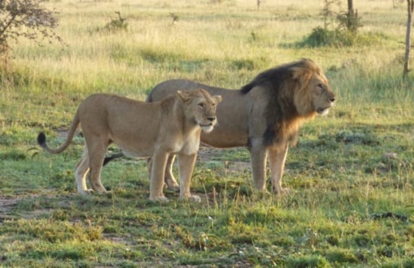 Lions in OK by JGC | Gamewatchers Safaris