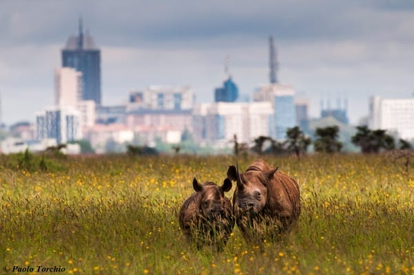 Nairobi National Park | Gamewatchers Safaris