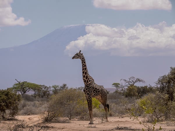 PAC Selenkay giraffe | Gamewatchers Safaris