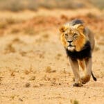 South Africa Safari Tour