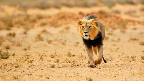 South Africa Safari Tour