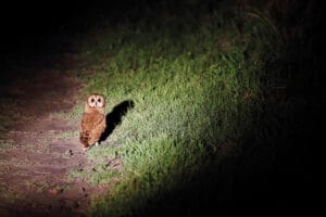 Matesi Victoria Falls Barn Owl