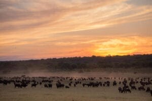 Matesi Victoria Falls Wildlife