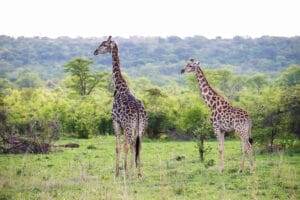 Matesi Victoria Falls Giraffe