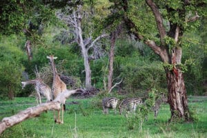 Matesi Victoria Falls Wildlife