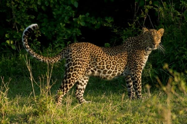 leopard | Gamewatchers Safaris