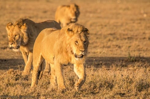 lions | Gamewatchers Safaris
