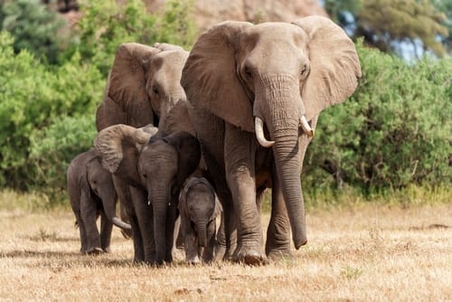 ElephantHerdWalkingInTheGreenSeasonInAGame