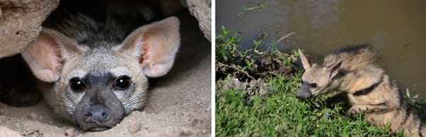 Aardwolf | Gamewatchers Safaris