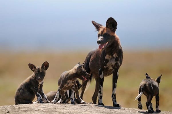 African Wild Dogs | Gamewatchers Safaris