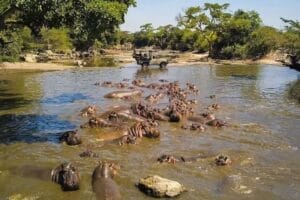 Asanja Grumeti Camp Game drive