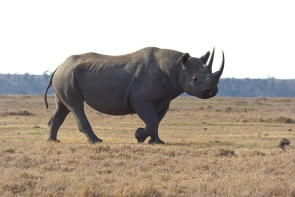 Black Rhino | Gamewatchers Safaris