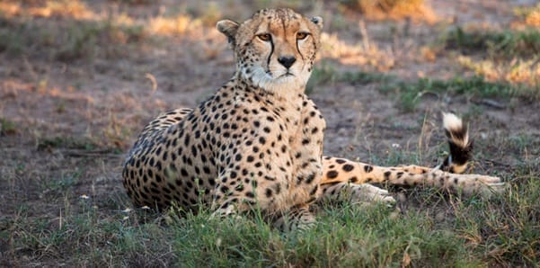 Cheetah landscape | Gamewatchers Safaris