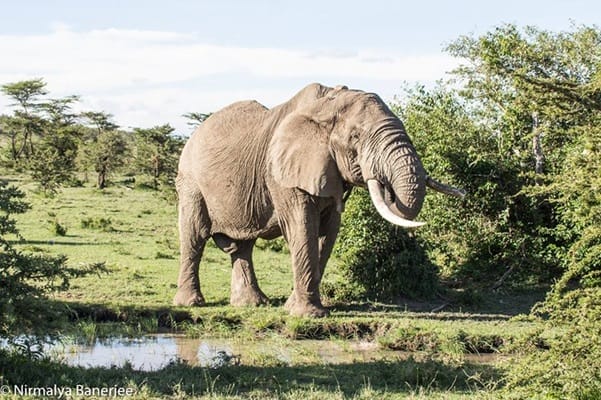 Ele Nirmalya Banerjee | Gamewatchers Safaris
