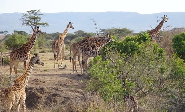 Giraffes | Gamewatchers Safaris