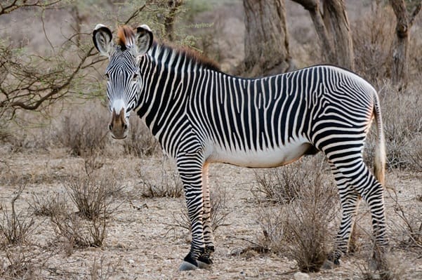 Grevys zebra | Gamewatchers Safaris