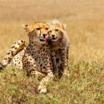 Kenya Safari