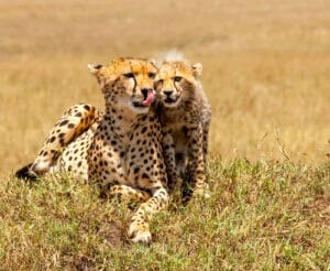 Kenya Safari