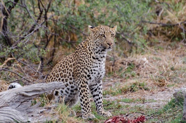 Leopard | Gamewatchers Safaris