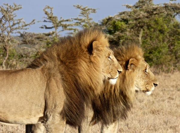 Lions | Gamewatchers Safaris