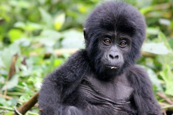 Mountain Gorilla Rwanda | Gamewatchers Safaris
