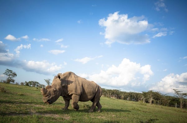 NW rhino Ol Pejeta | Gamewatchers Safaris