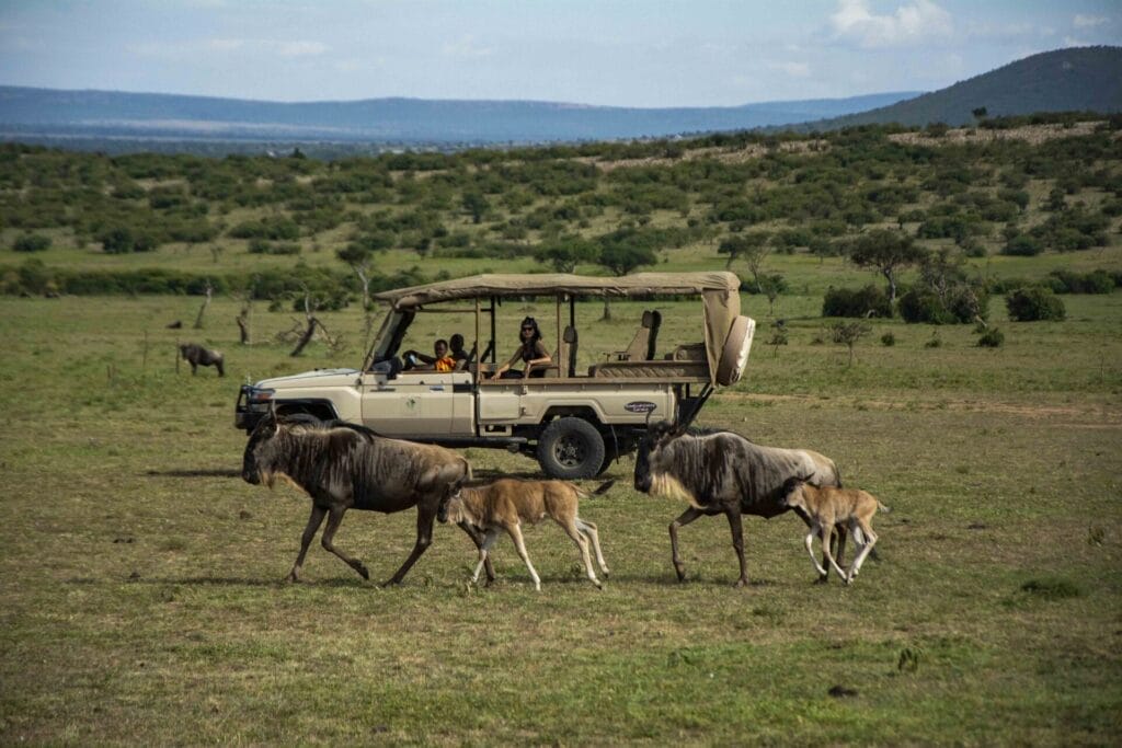 Ol Kinyei Safari Cottages game drive - Vanessa | Gamewatchers Safaris
