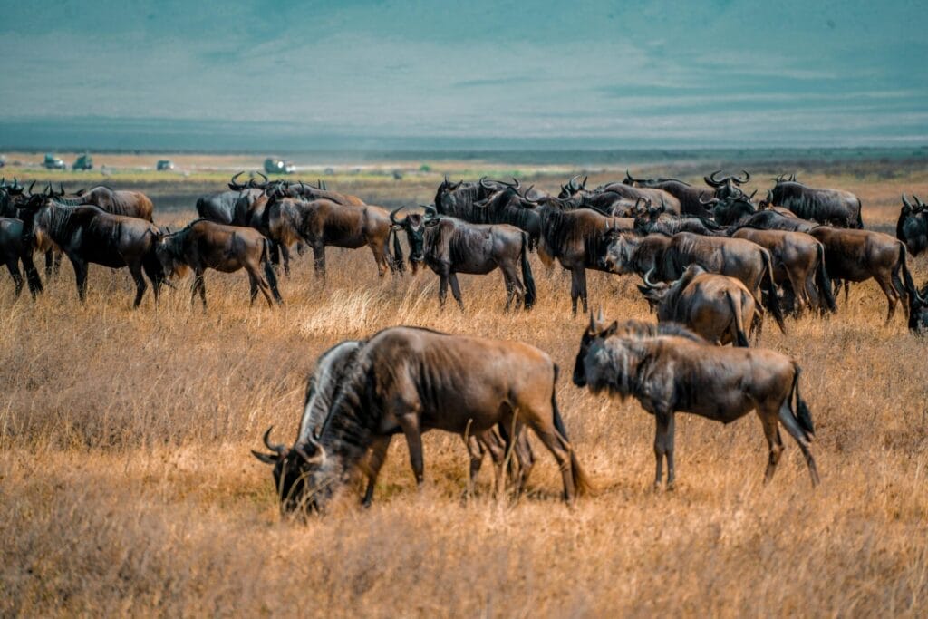 Tanzania Safari Tour