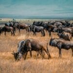 Tanzania Safari Tour