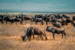 Tanzania Safari Tour