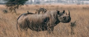 Nairobi Tented Camp I Gamewatchers Safaris