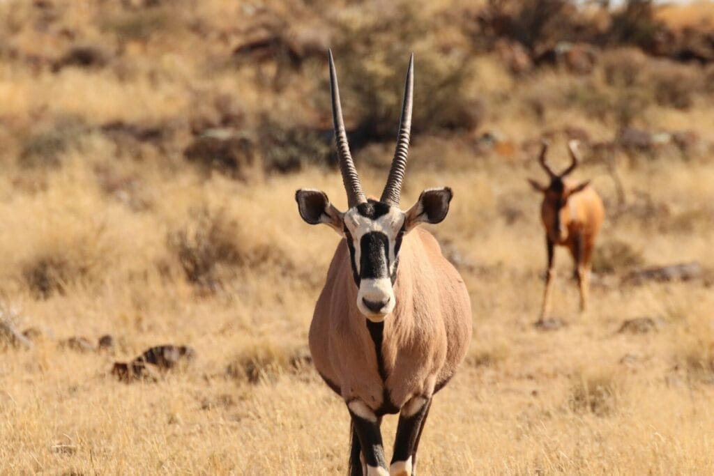 Gamewatchers Safaris