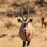 Gamewatchers Safaris