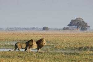 Busanga Bush Camp - Kafue National Park