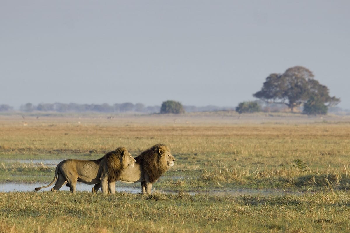 Busanga Bush Camp - Kafue National Park