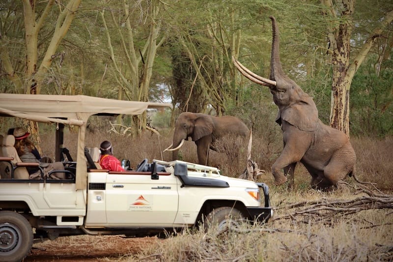 Finch Hatton's Game Drive