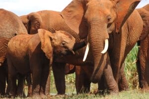 Finch Hatton's Tsavo Red Elephants