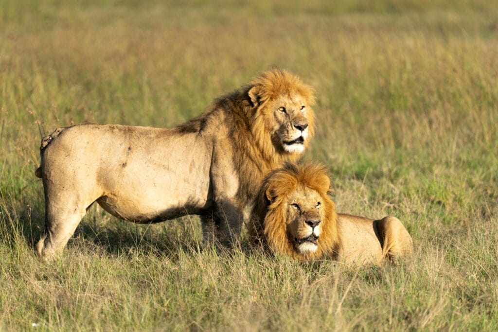 Masai Mara Camps