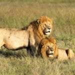 Masai Mara Camps