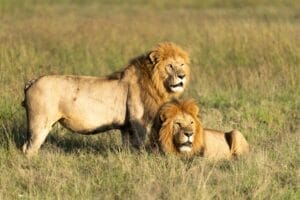 Masai Mara Camps