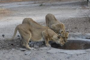 Dune Camp Botswana