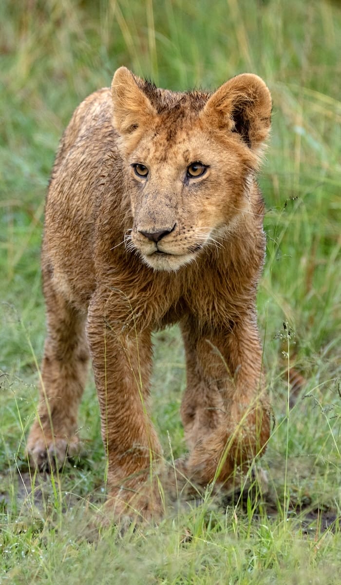 Ilkeliani Camp Lion Cub