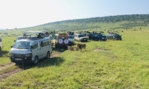 Game drive in Maasai Mara National Reserve. Photo by Ivy Vuguza in 2019.