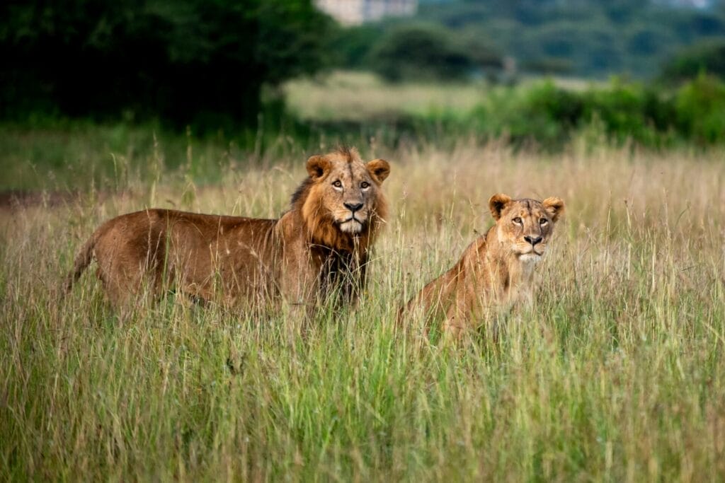Mara Camps