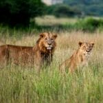 Mara Camps
