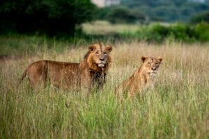 Mara Camps
